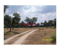 Finca de 284 ha vallada con casa en Alcántara