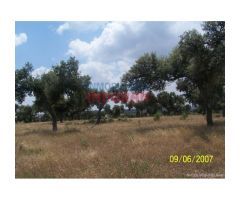 Finca de 284 ha vallada con casa en Alcántara