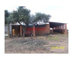 Finca de 284 ha vallada con casa en Alcántara