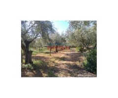 Finca de 7200 m2 con casa de 120 m2 en Urbanización La Narota de Belvis de