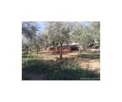 Finca de 7200 m2 con casa de 120 m2 en Urbanización La Narota de Belvis de