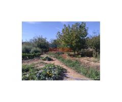 Finca de 7200 m2 con casa de 120 m2 en Urbanización La Narota de Belvis de