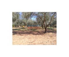Finca de 7200 m2 con casa de 120 m2 en Urbanización La Narota de Belvis de