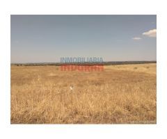 Finca de 6,5 ha, ideal para reforestación (pistachos, almendros ...), llana, sin