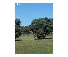 Finca ganadera de 9,3 ha poblada de encinas centenarias, tiene varias