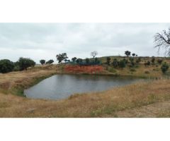 Finca rústica de 555 ha, ideal para uso cinegético y ganadero, con varios