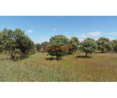 Finca de 3,3 ha con encinas, ideal para pastos, parcialmente cerrada situada en
