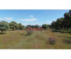 Finca de 3,3 ha con encinas, ideal para pastos, parcialmente cerrada situada en