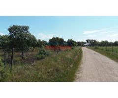 Finca de 3,3 ha con encinas, ideal para pastos, parcialmente cerrada situada en
