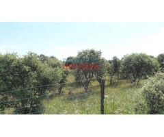 Finca de 3,3 ha con encinas, ideal para pastos, parcialmente cerrada situada en