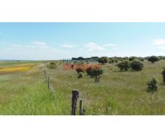 Finca de 3,3 ha con encinas, ideal para pastos, parcialmente cerrada situada en