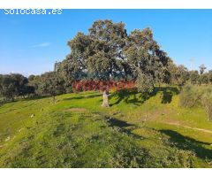 Finca rústica de 1,4 ha con construcciones, encinas, acceso asfaltado y