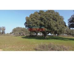 Finca rústica de 10 ha con encinas, olivos, higueras, tres charcas, una cuadra y