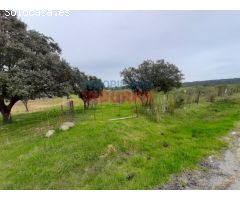 Parcela de 7500 m2, cerrada y situada junto a la urbanización Los Pinos (Belvís