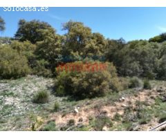 Finca rústica de 262 ha, ideal para uso cinegético, agrícola y para recreo,