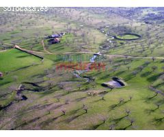 Finca de 50 ha, ideal para uso ganadero y para recreo, con una vivienda