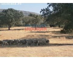 Finca con denominación de origen Dehesa de Extremadura, con naves para uso