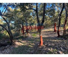 Finca rústica cinegética en Castañar de Ibor, Cáceres