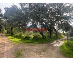 Finca rústica en Las Viñas, Millanes.