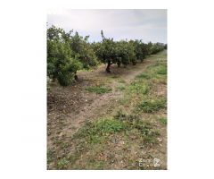 FINCA RUSTICA