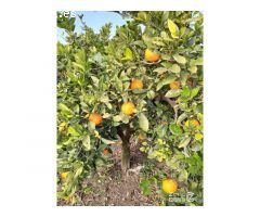 FINCA RUSTICA