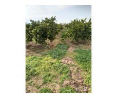 FINCA RUSTICA
