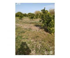 FINCA RUSTICA