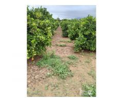 FINCA RUSTICA