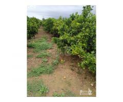 FINCA RUSTICA