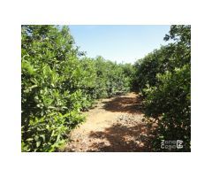 FINCA RUSTICA