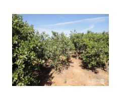 FINCA RUSTICA