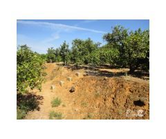 FINCA RUSTICA