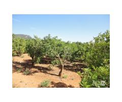 FINCA RUSTICA