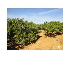 FINCA RUSTICA