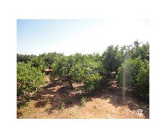FINCA RUSTICA