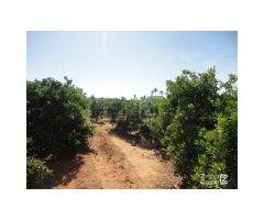 FINCA RUSTICA