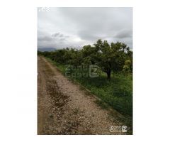 FINCA RUSTICA