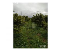FINCA RUSTICA
