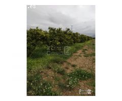 FINCA RUSTICA