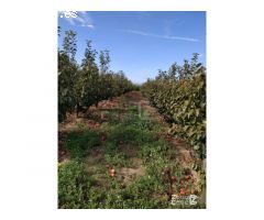 FINCA RUSTICA