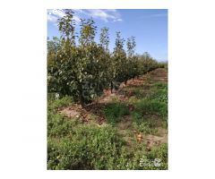 FINCA RUSTICA