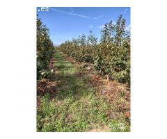 FINCA RUSTICA
