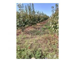 FINCA RUSTICA
