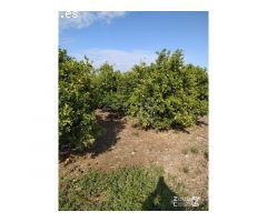 FINCA RUSTICA