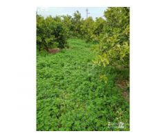 FINCA RUSTICA