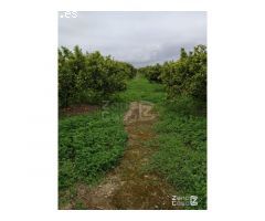 FINCA RUSTICA