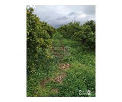 FINCA RUSTICA