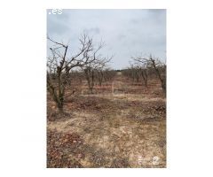 FINCA RUSTICA