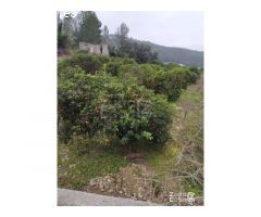 Finca Rústica Alzira
