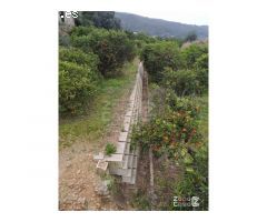 Finca Rústica Alzira